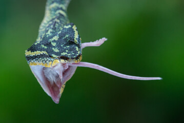 Wagler temple pit viper crushing a mouse