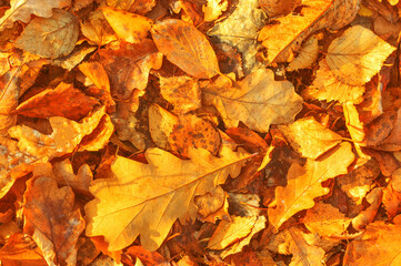 Yellow autumn leaves close up