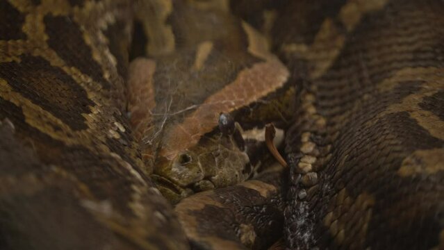 Extreme Close Up Of Shading Python Constrictor Snake Facing The Camera
