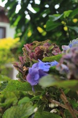 Beauty of Close Up Nature