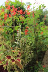 Beauty of Close Up Nature