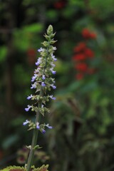 Beauty of Close Up Nature