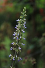 Beauty of Close Up Nature