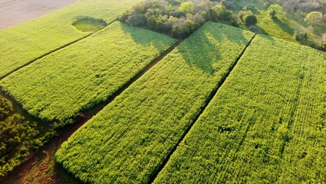 Sugar Cane Field in South America - Paraguay, Guiara 