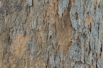 wood textures background