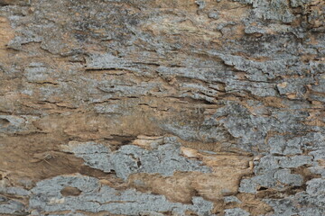 Naklejka premium wood textures background