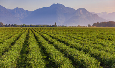 Blueberry field and mountains in the distance in British Columbia, blueberries ready for harvesting.