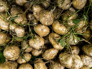 fresh water jicama in heap. fresh water jicama at the supermarket