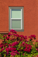 Fototapeta na wymiar House with rose bushes, summer flowers. Beautiful red roses on facade at window at the house in street countryside.