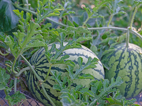 Wassermelone, Citrullus lanatus, auf einem Rankgitter im Garten