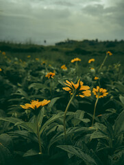 field of sunflowers