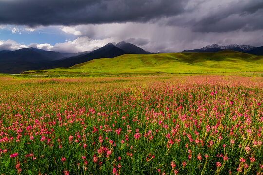 Field with flowers in mountain valley. Summer landscape during sunset