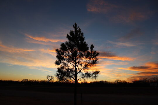 colorful sunset with tree silhouette