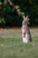 Spähendes, auf den Hinterläufen stehendes Kaninchen in einem Stadtpark