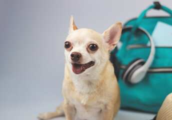 cute brown short hair chihuahua dog  sitting  on white  background with travel accessories, camera,...