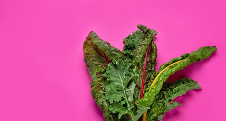 Fresh green curly kale leaves on pink background.