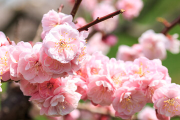 北海道壮瞥町、壮瞥公園で咲き誇る八重咲の梅【5月】