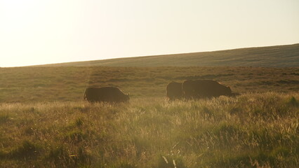 Wildkühe grasen auf Weidefläche im englischen Dartmoor im Sonnenuntergang