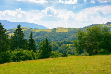 coniferous forest on the hill. green summer nature scenery in carpathian mountains. sunny weather with clouds above the distant ridge - obrazy, fototapety, plakaty