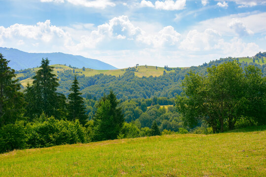 coniferous forest on the hill. green summer nature scenery in carpathian mountains. sunny weather with clouds above the distant ridge