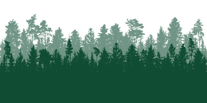 Forest background, beautiful landscape wallpaper. Evergreen coniferous trees. Silhouettes of pines, spruce, deciduous trees. Vector illustration