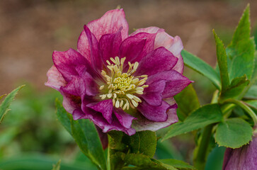 Lenten hellebore or Snow Rose. Flowers of hellebores Double Ellen Red. - obrazy, fototapety, plakaty