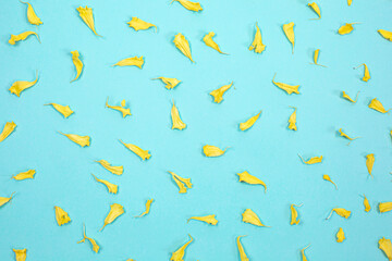 Fototapeta na wymiar Seamless texture of yellow chrysanthemum petals on blue background.