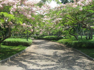 path in the park