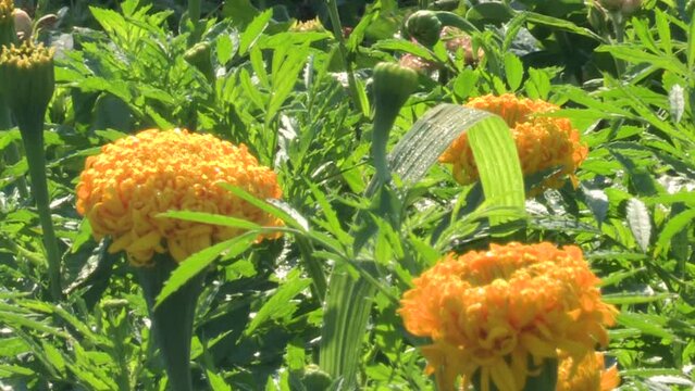Three yellow clove flowers in the midst of green foliage, or carnation chabaud