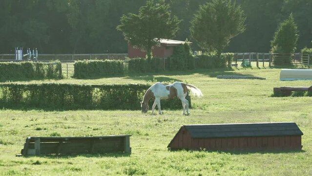 American Paint Horse Grazing On Green Grass In The Meadow On A Sunny Day. wide, slow motion