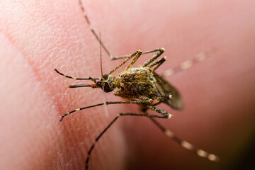 Malaria Infected Mosquito Bite. Danger of Leishmaniasis, Encephalitis, Yellow Fever, Dengue, Malaria Disease, Mayaro or Zika Virus Infectious Culex Mosquitoe Parasite Insect Macro.