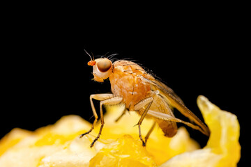 Tropical Fruit Fly Drosophila Diptera Parasite Insect Pest Macro on Black Background