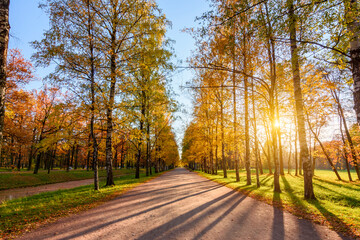 Birch alley in Alexander park in autumn at sunset, Tsarskoe Selo (Pushkin), Saint Petersburg, Russia