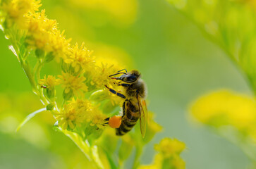 Honey Bee Insect Pollinating Wild Yellow Flowers