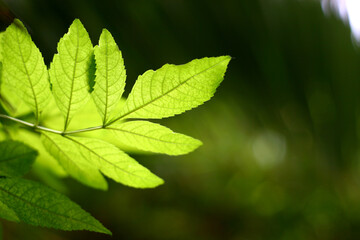 Leaf Light