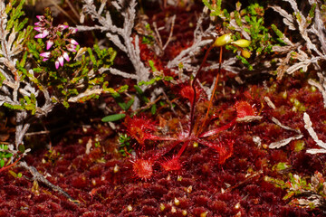 Round-leafed sundew (Drosera rotundifolia) in red moss, Northern Norway