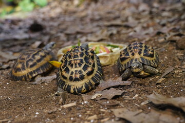 Obraz premium Turtle