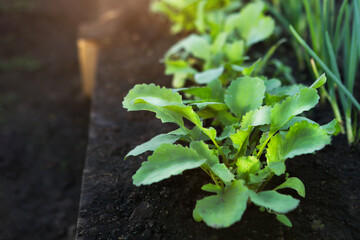 Fresh vegetables - onions and radishes grow in a greenhouse in the garden. The concept of organic gardening.