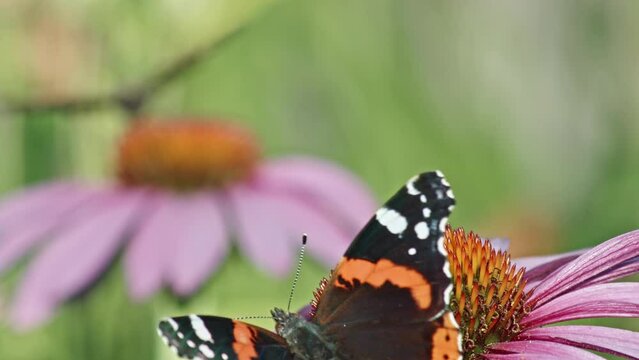 Butterflies Feeding Nectar On Purple Coneflower - selective focus
