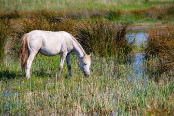 Fototapeta na wymiar white horse in camargue france