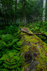 神秘的な原生林の苔の生えた倒木。