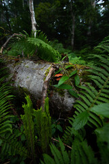 原生林の倒木に生えた小さなキノコ。