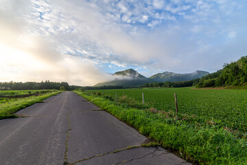 作物が育つ緑の畑の間を通る田舎道の朝の長閑な風景。