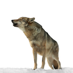 Obraz premium howling wolf standing on snow isolated on white background