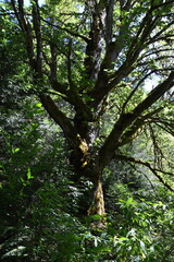 Landscape at the Elwha River in Olympic National Park, Washington