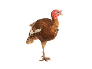 brown turkey isolated on white background