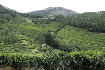 green tea plantation