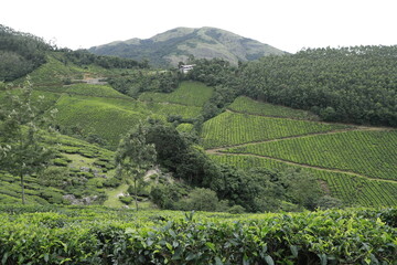 tea plantations in region country