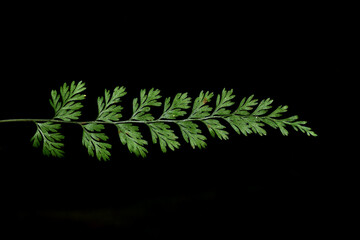 christmas tree leaf, fern leaf on black background