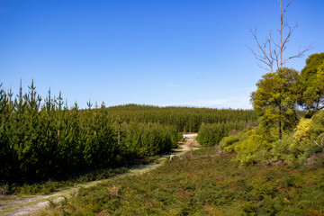 Fototapeta na wymiar Forest Landscape